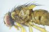 Phaonia subventa